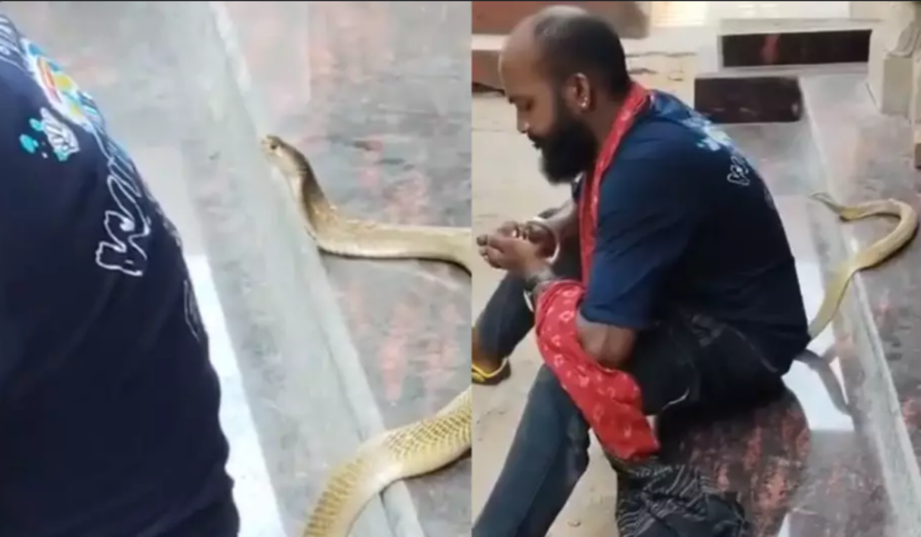 Homem morre após ser picado por cobra venenosa enquanto gravava vídeo com o animal na Índia