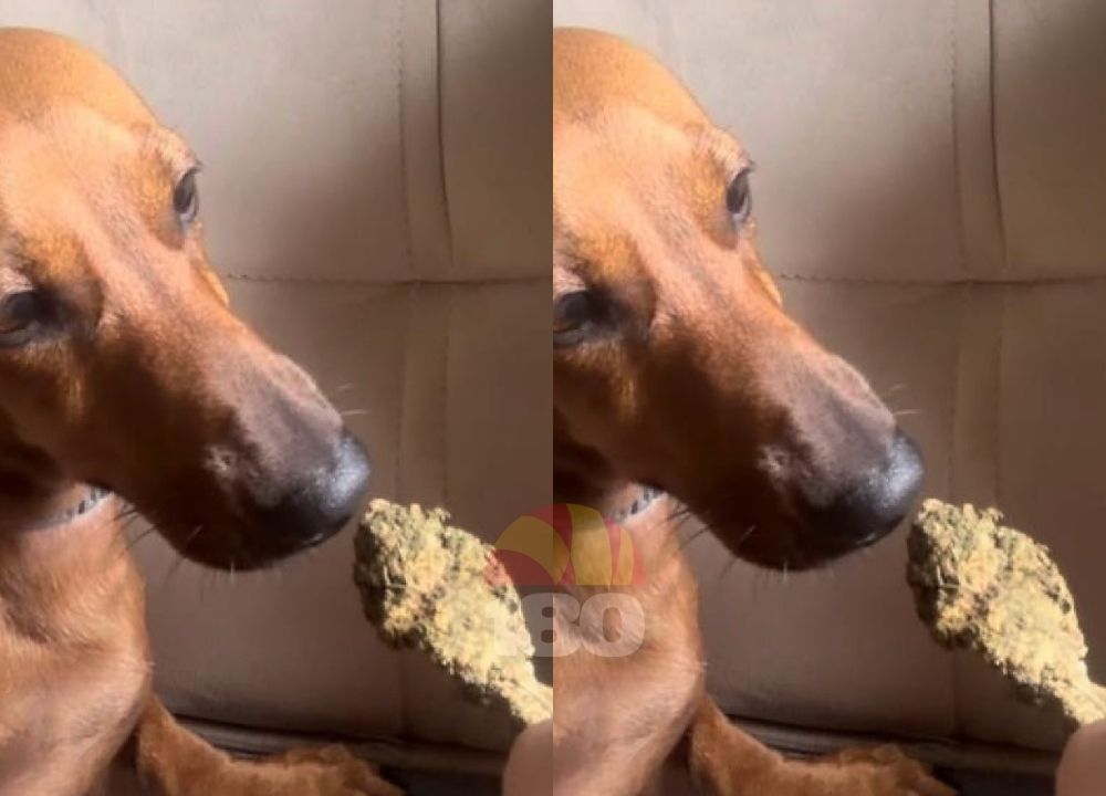 Jovem publica foto oferecendo maconha para cachorro e acaba presa