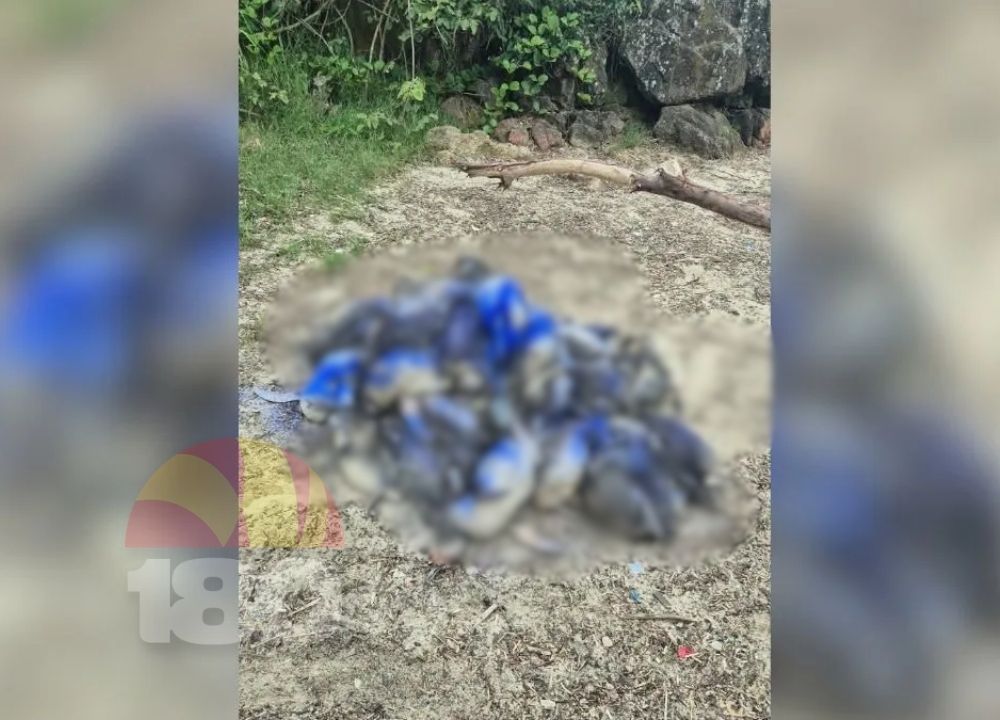Mais de 160 pinguins mortos são encontrados no mesmo dia em praias do Norte de SC