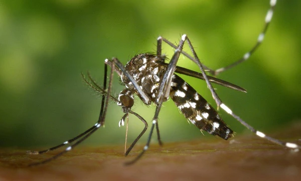 Mortalidade por dengue grave chega a 18,6% em UTIs do SUS, aponta pesquisa