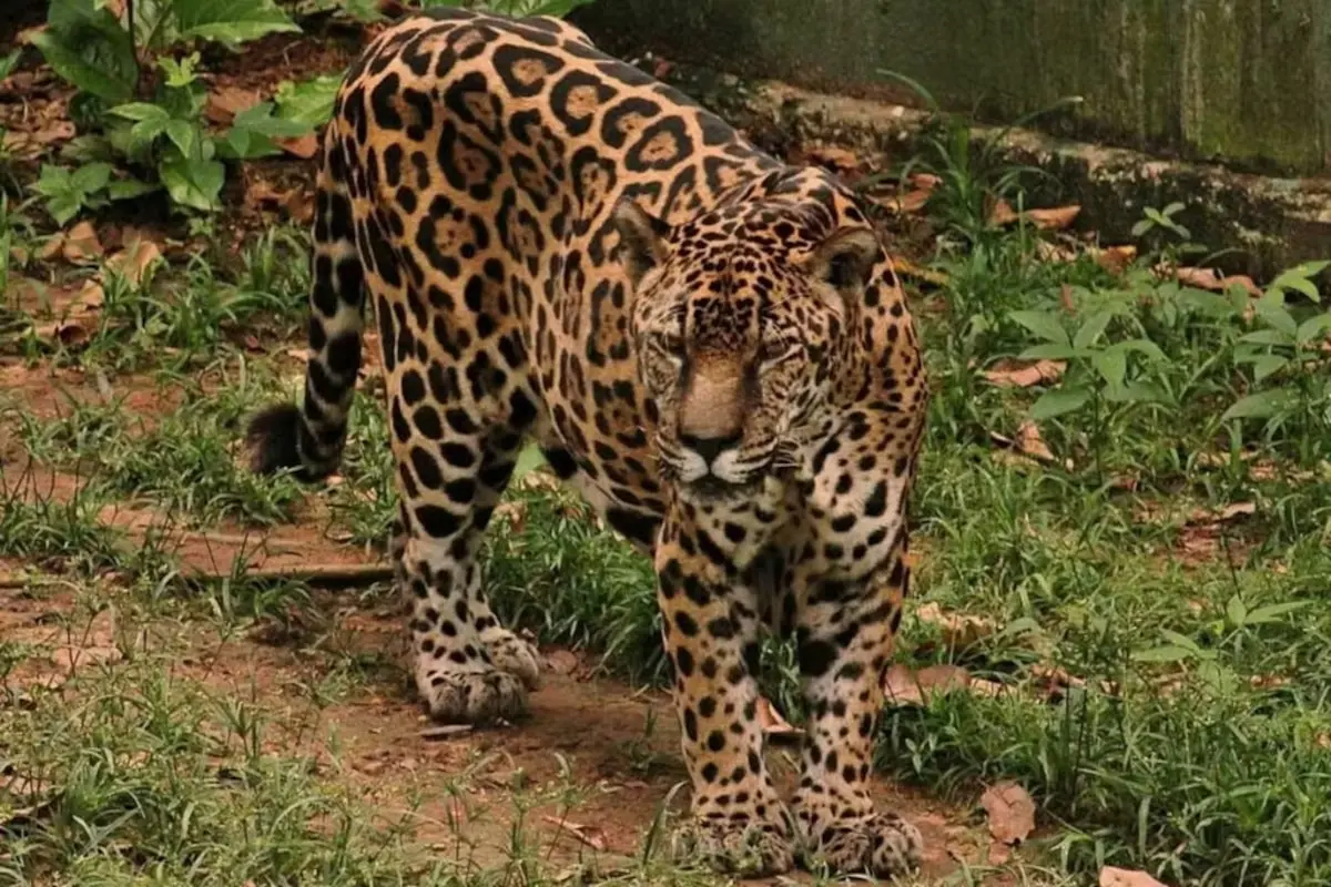 Onça-pintada no Amazonas entra no Guinness como a mais velha do mundo