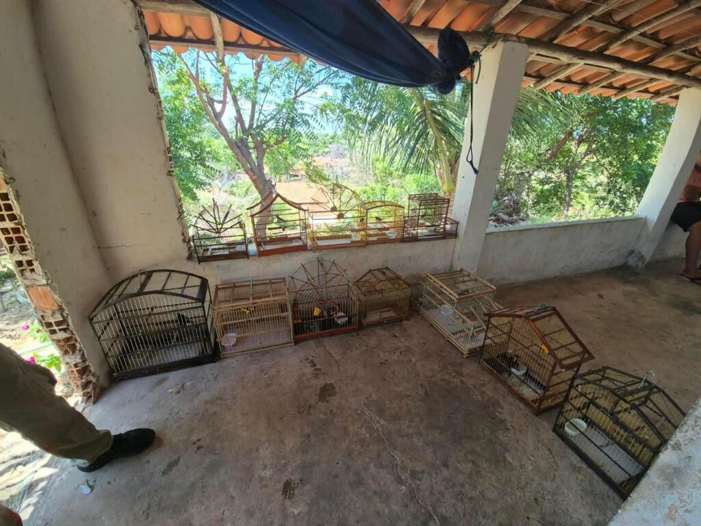 PM-PI e Ibama apreendem aves silvestres mantidas em cativeiro no município de Ilha Grande