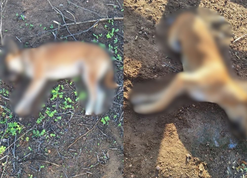 Cães são encontrados mortos em Alegrete do Piauí; suspeita é de envenenamento