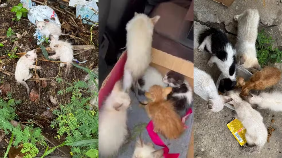 Sete filhotes de gato abandonados no lixo e na chuva são resgatados no Piauí