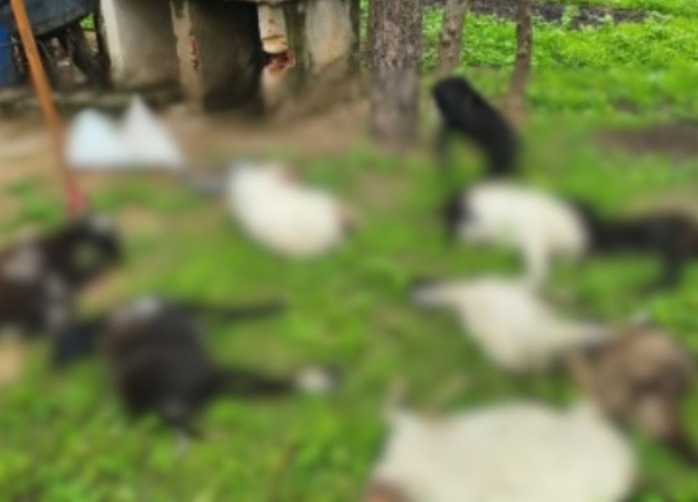Ataque de cães mata 10 ovelhas e deixa outras feridas em Beneditinos (PI)