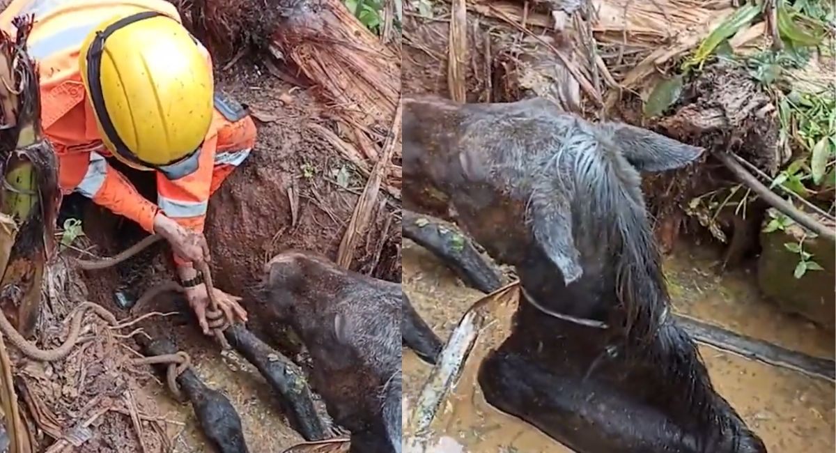 Égua cai em cisterna e é resgatada por bombeiros em Minas