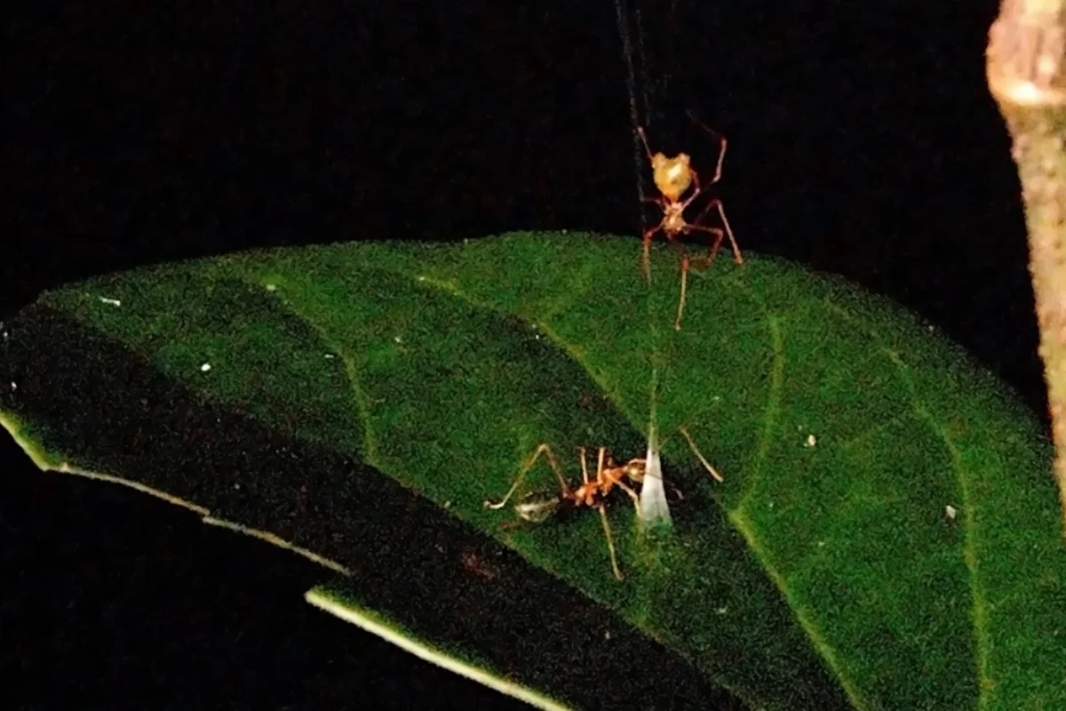 Aranha-balista: nova espécie cria “catapulta” para caçar formigas