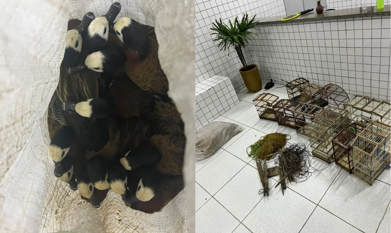 Aves silvestres são resgatadas após denúncia em Buriti dos Lopes
