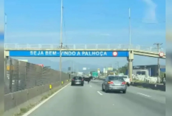 Boi invade rodovia, causa confusão e mobiliza motoristas em SC