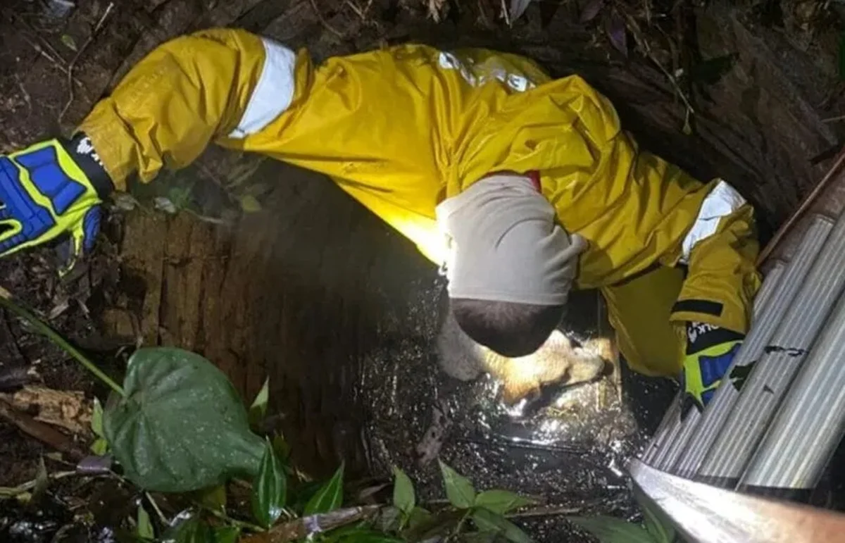 Cachorro cai em poço de 4 metros e mobiliza operação de resgate
