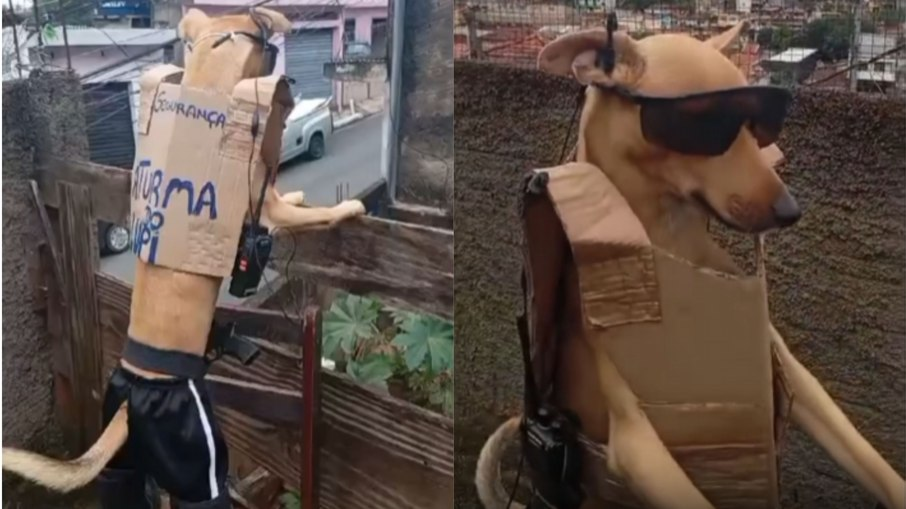 Cachorro leva trabalho de segurança a sério e monitora rua