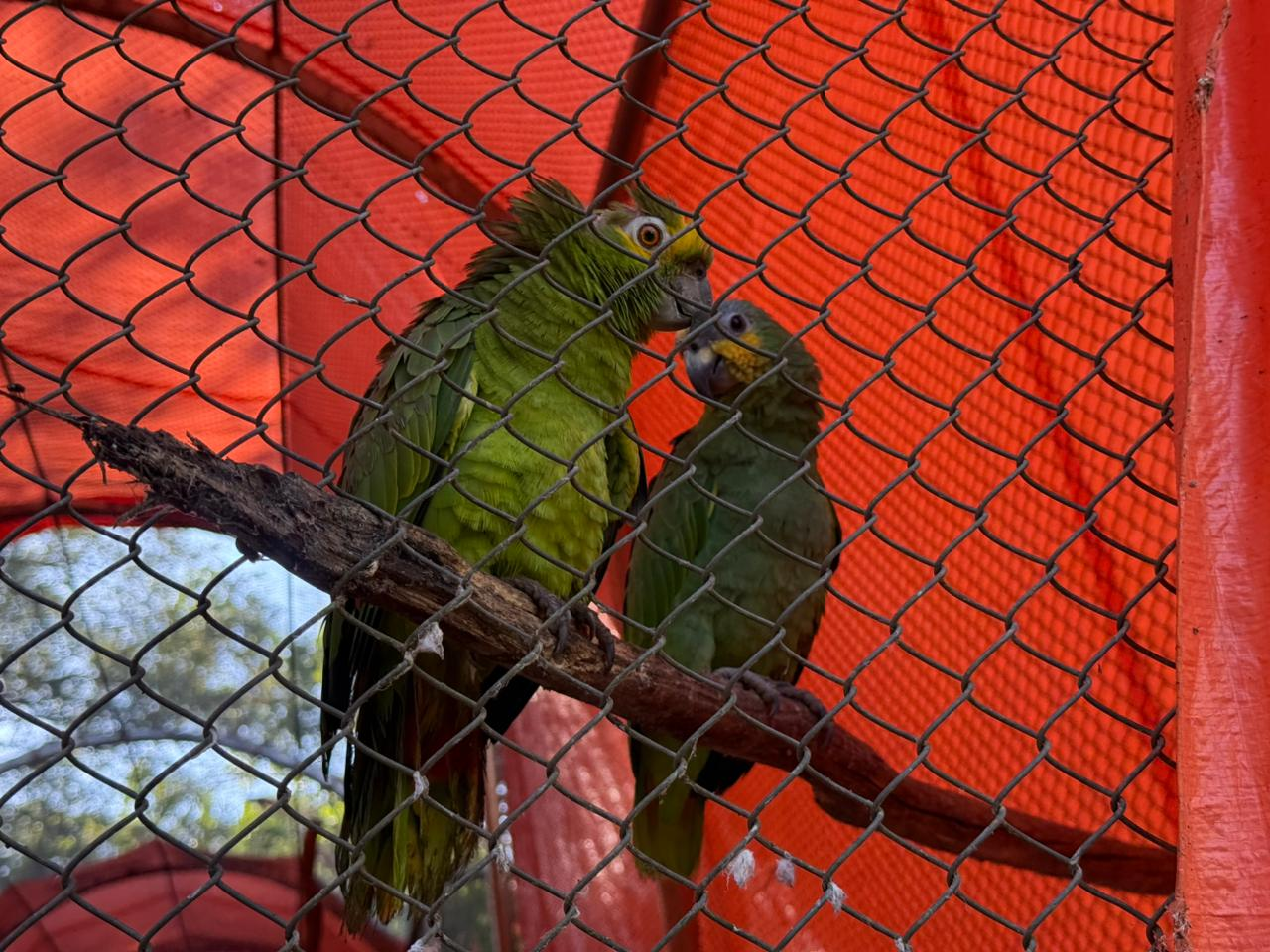 Governo do Piauí amplia Centro de Triagem de Animais Silvestres