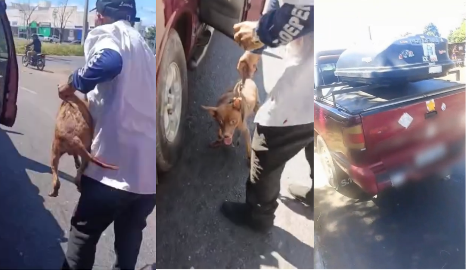 Homem é detido suspeito de arrastar cachorro amarrado em carro em Teresina