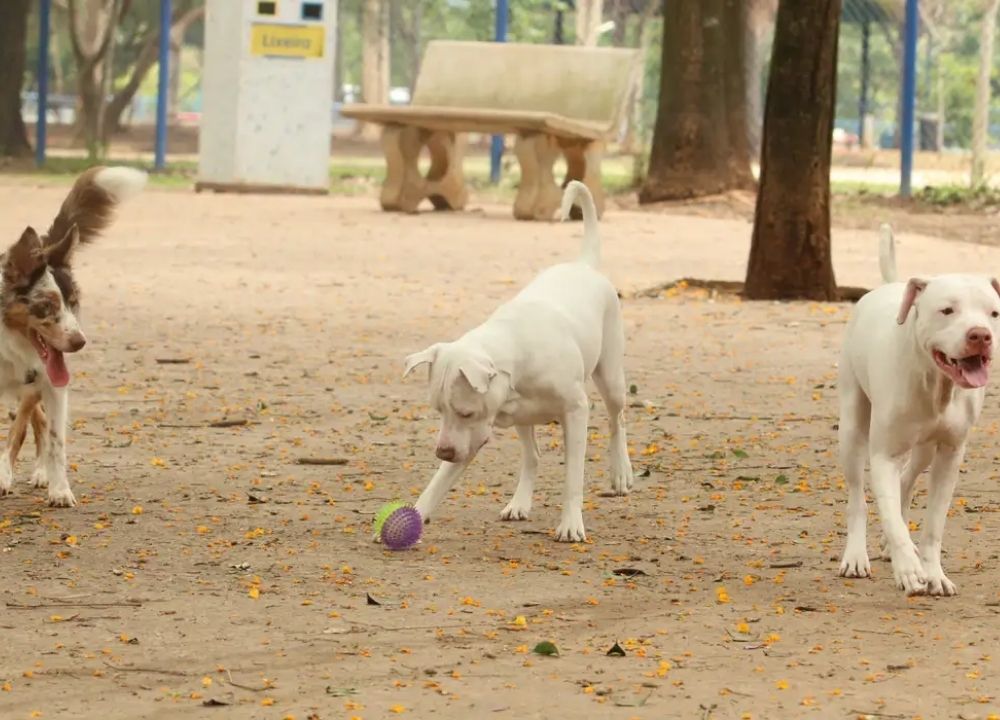 Lei torna crime exercício ilegal da medicina veterinária, animal, cachorro, pets,