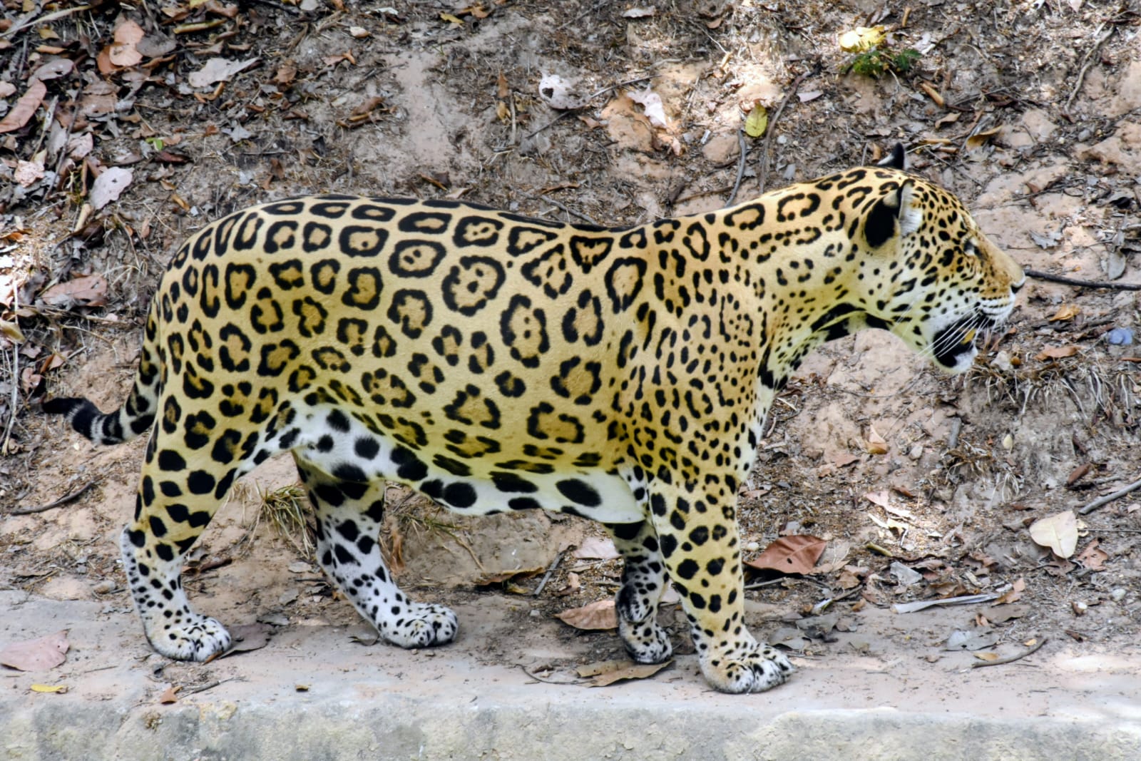 Onça