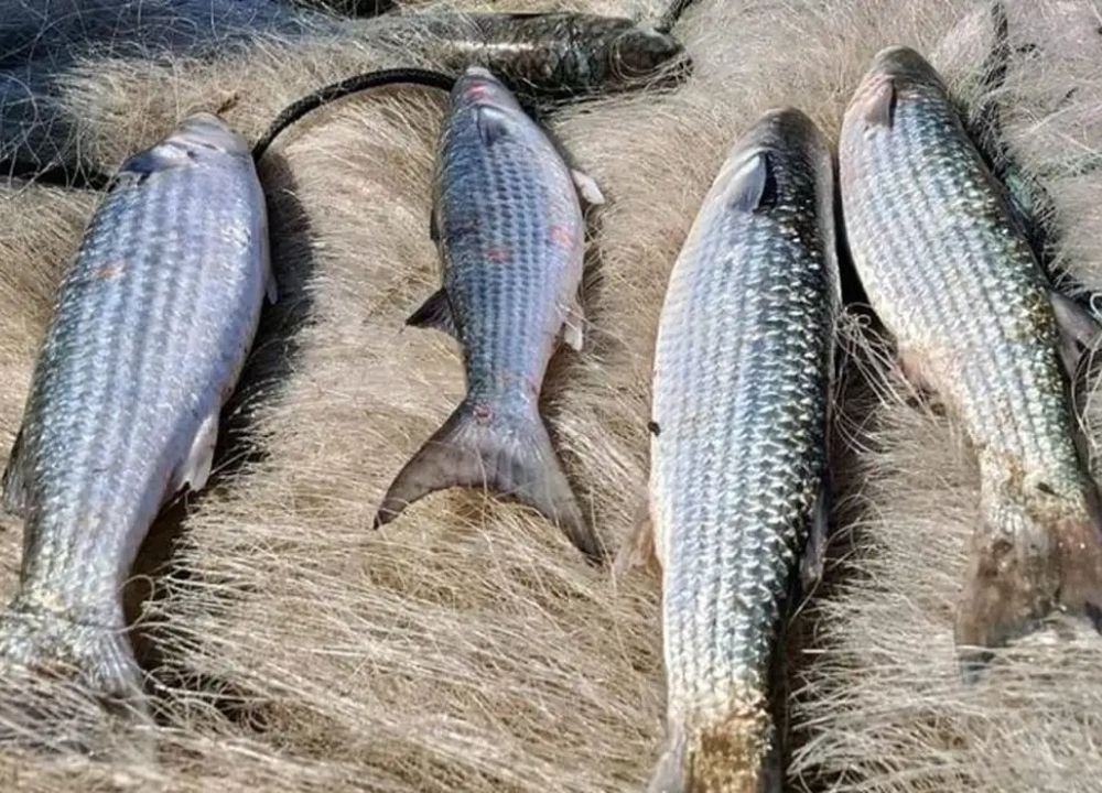 Pesca de tainha na modalidade arrasto de praia está suspensa