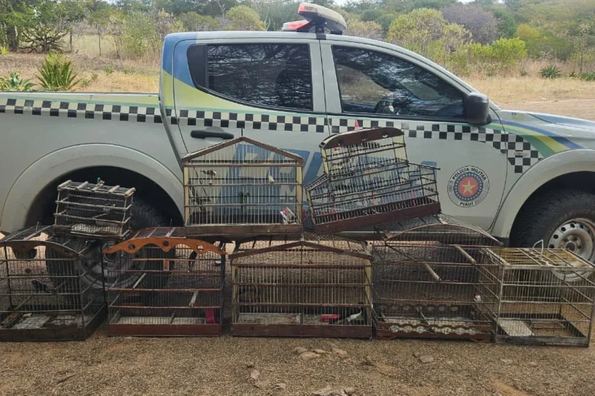 Polícia apreende aves silvestres mantidas em cativeiro irregular