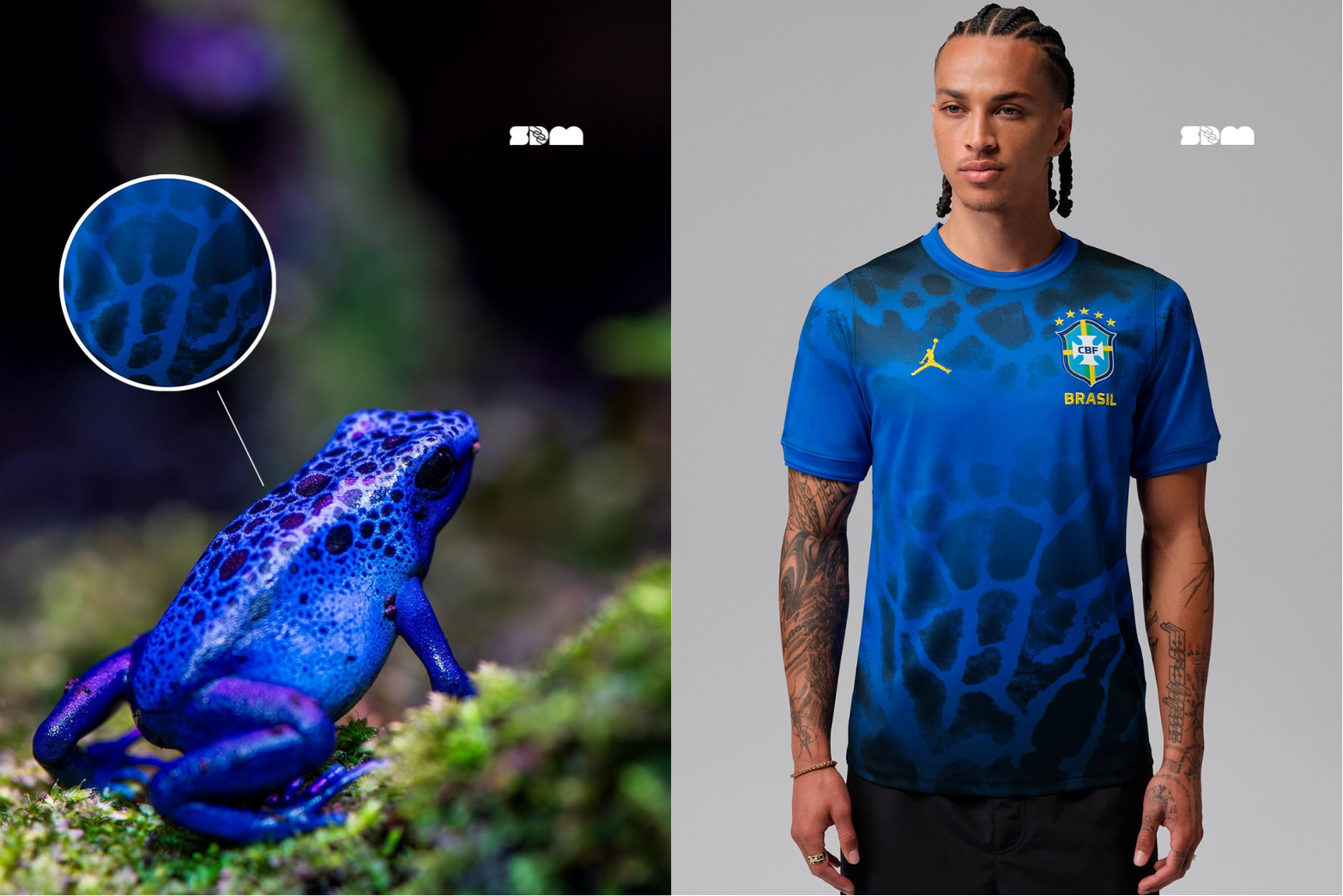 Sapo-flecha: o anfíbio que inspirou o uniforme da Seleção Brasileira