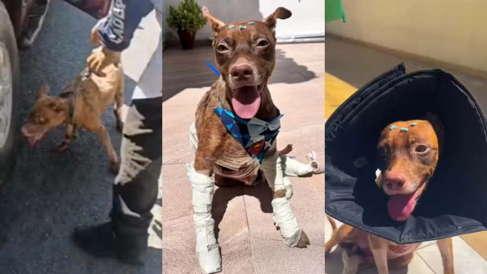 Cachorro que foi amarrado a carro e arrastado recebe alta e ganha lar temporário em Teresina