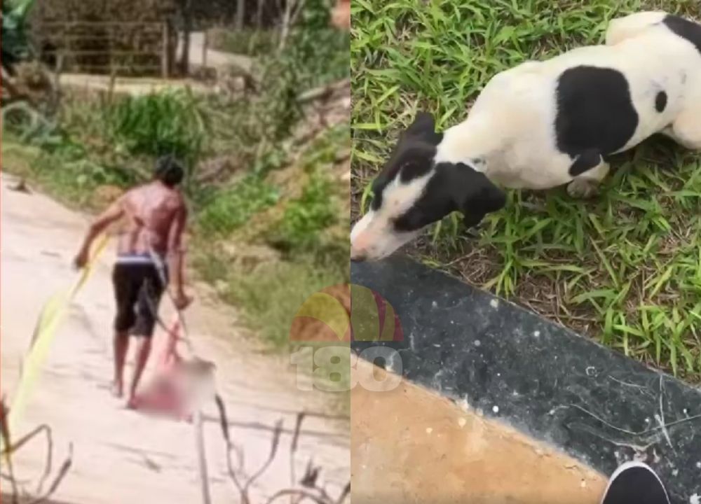Cadela comunitária morre após ser agredida com facão e pedaço de madeira