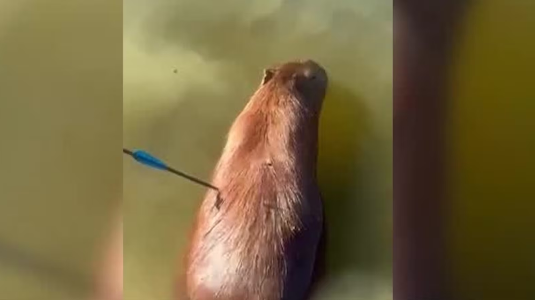 Capivara morre após ser atingida por uma flecha