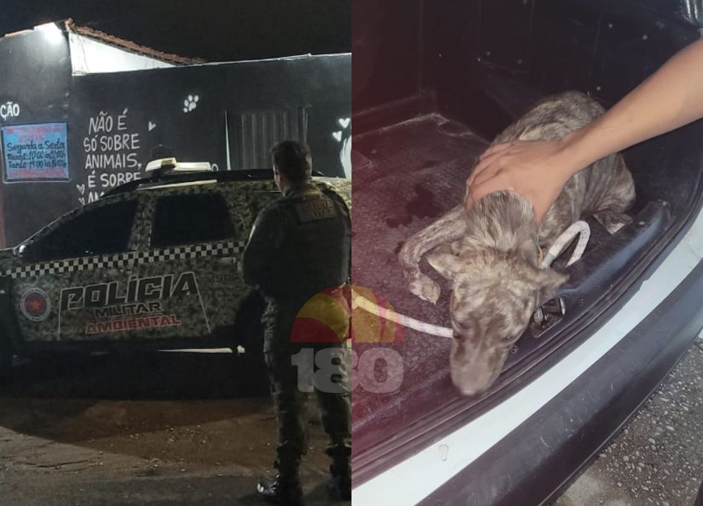 Homem é preso após cadela sofrer fratura durante agressão na Zona Norte de Teresina