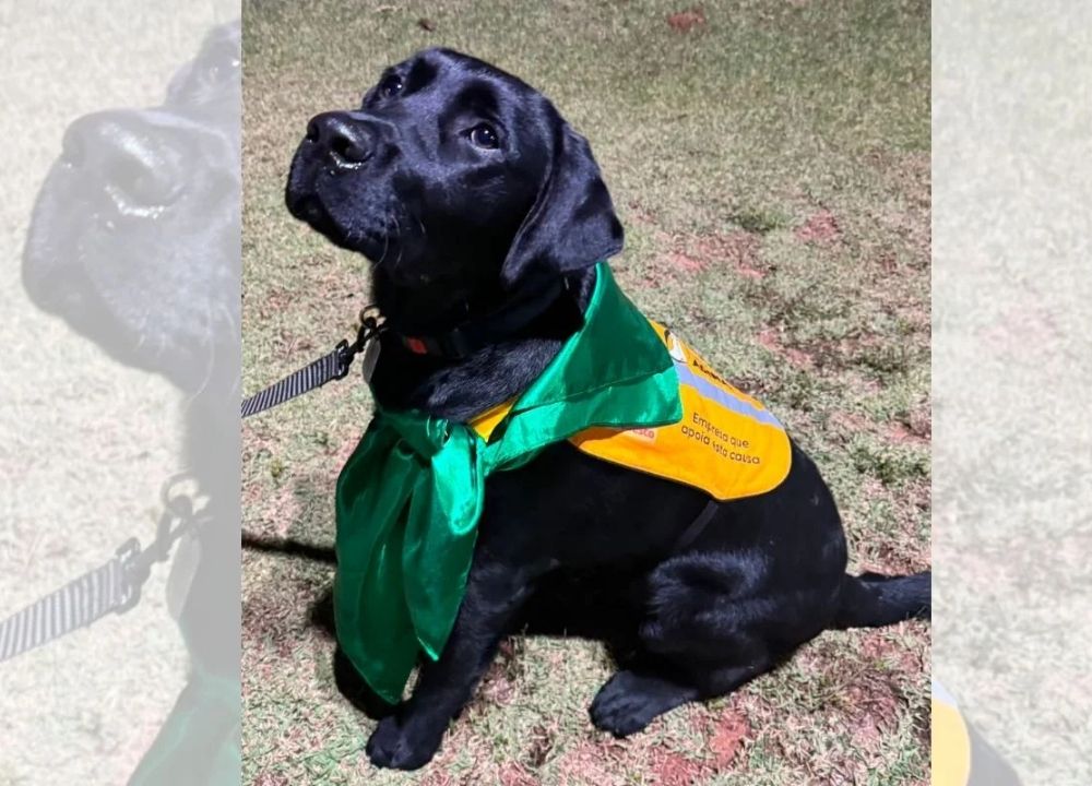 Labrador que se tornaria cão-guia morre ao comer planta tóxica