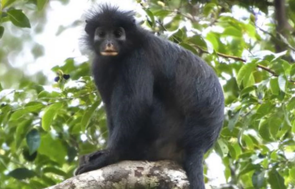 Macaco