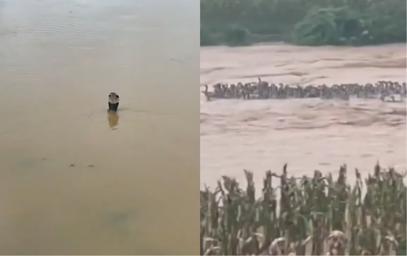 Mais de 900 cobras escapam e invadem cidade na China