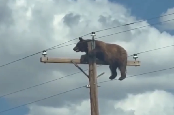 Urso