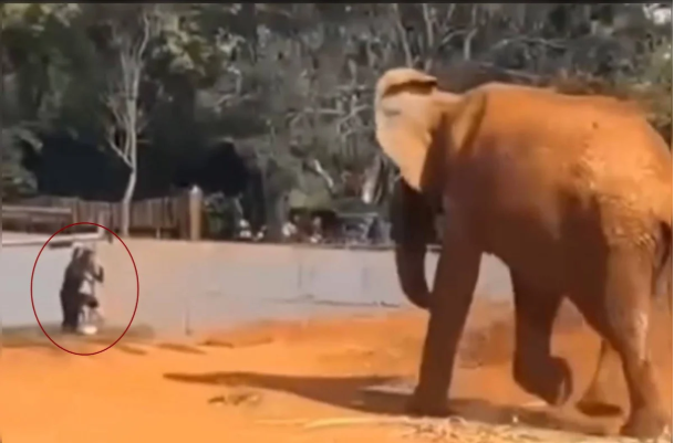 Zoológico
