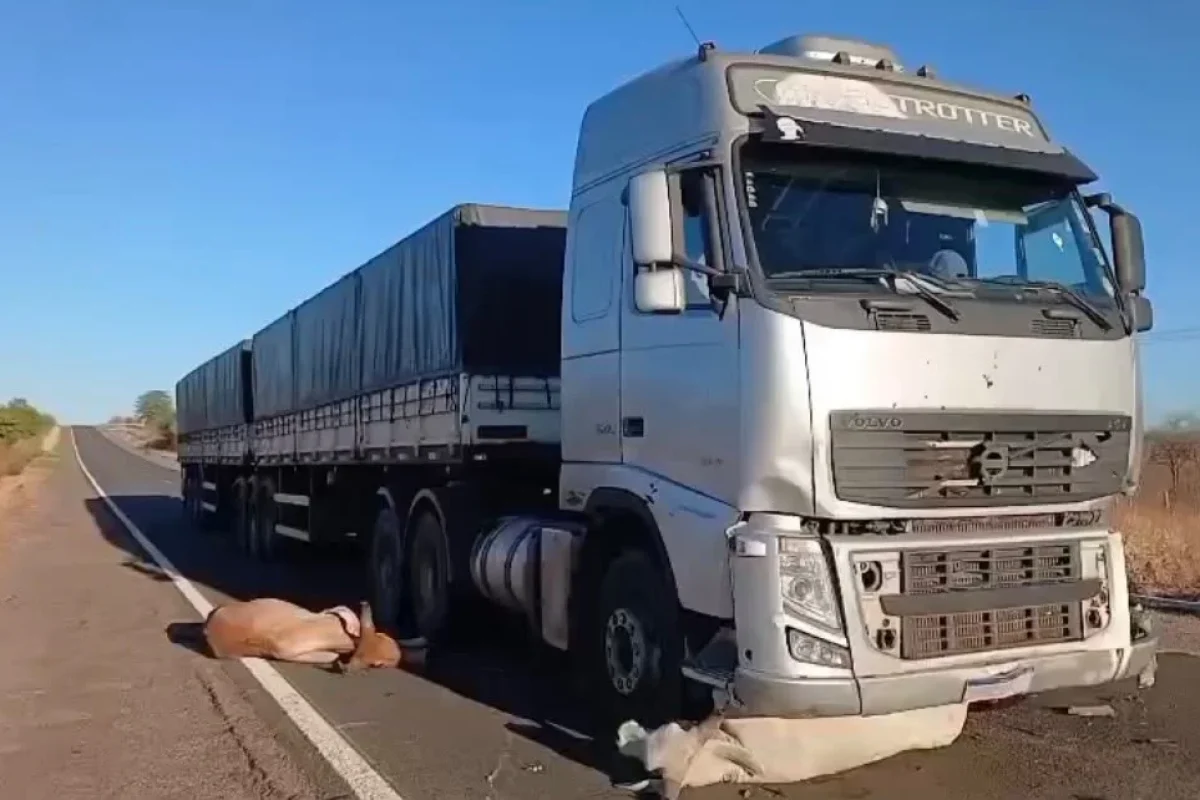 Animais morrem após serem atropelados por carreta na BR-230
