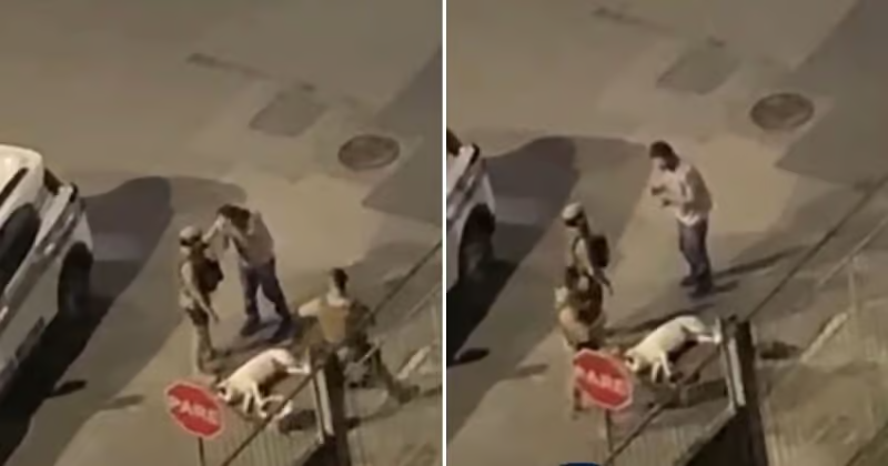 Cachorro é morto pela PM após avançar contra policial durante abordagem a pessoa em situação de rua