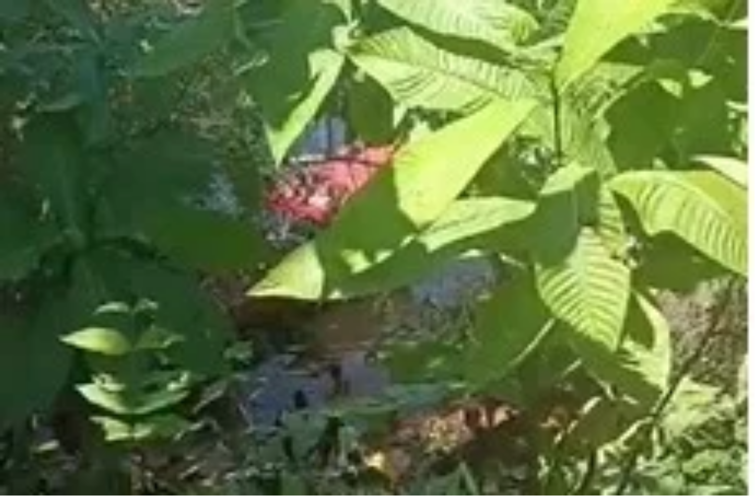 Jovem desaparece durante mergulho no Rio Negro e é encontrado morto em Manaus