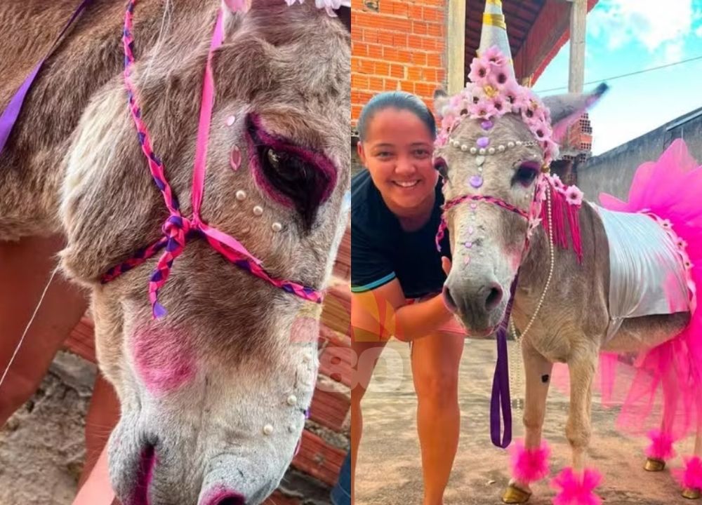 Jumento com fantasia de unicórnio e maquiagem vence competição no Piauí