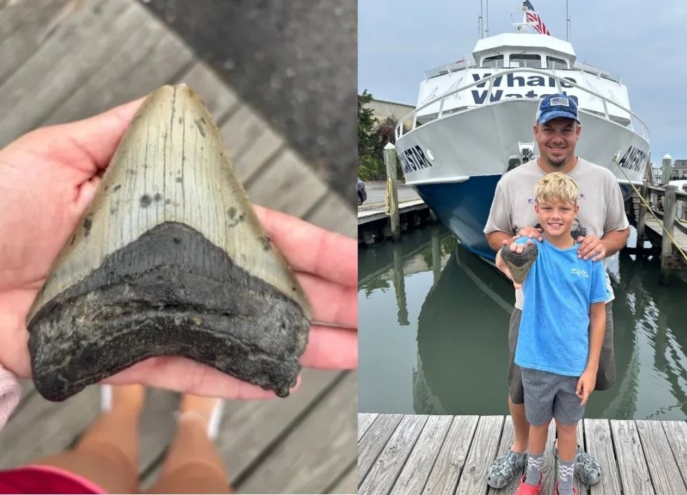 Pai e filho encontram dente de tubarão gigante em praia de Nova Jersey
