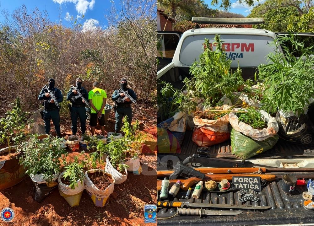 Polícia Militar apreende 77 mudas de maconha e armas durante operação em São Raimundo Nonato