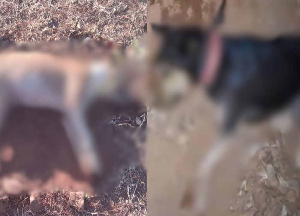 Quatro cães são encontrados mortos e moradores suspeitam de envenenamento em Oeiras