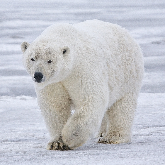 urso polar