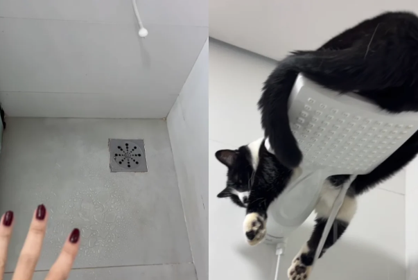 Gato