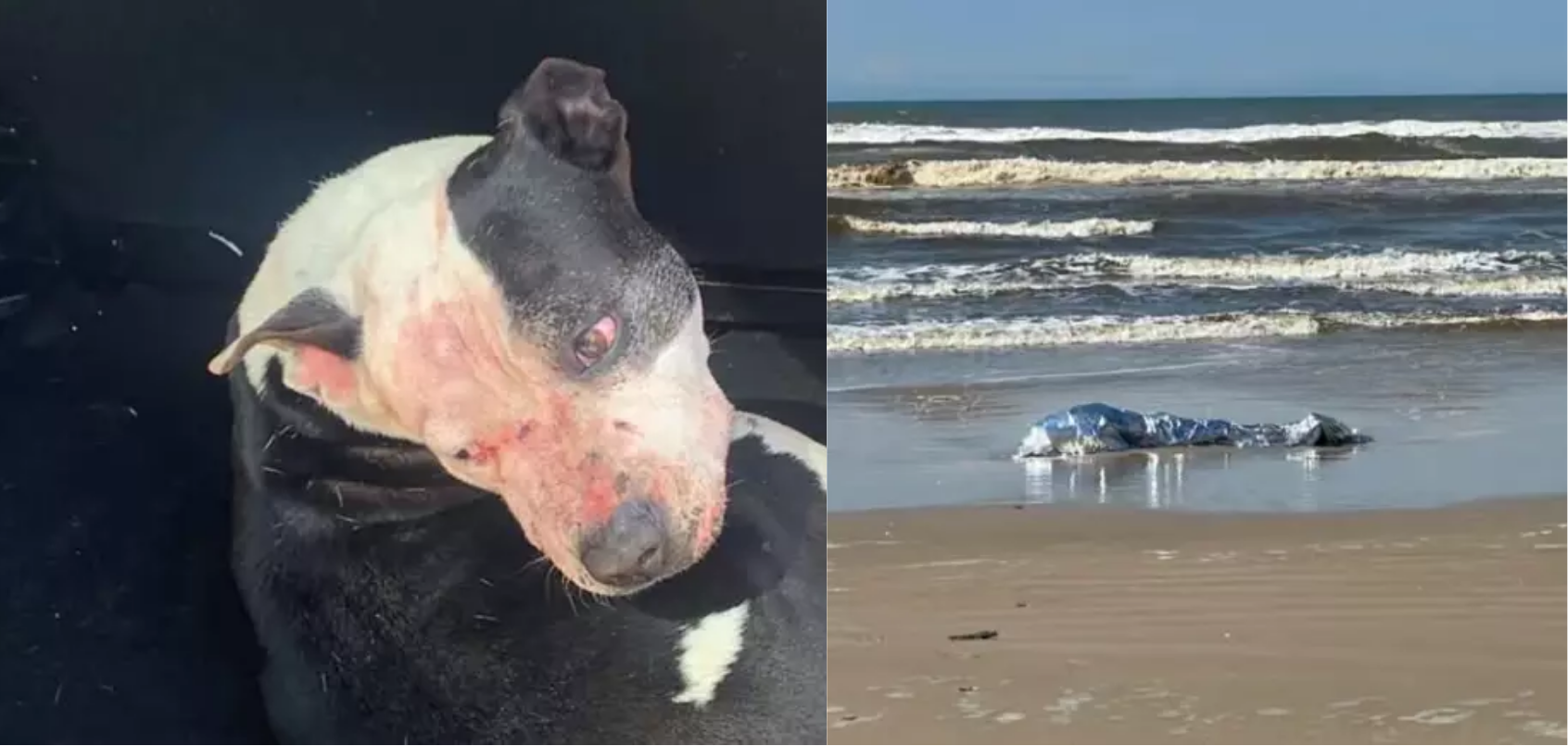 Homem morre após ataque de três cães pitbull na beira do litoral norte