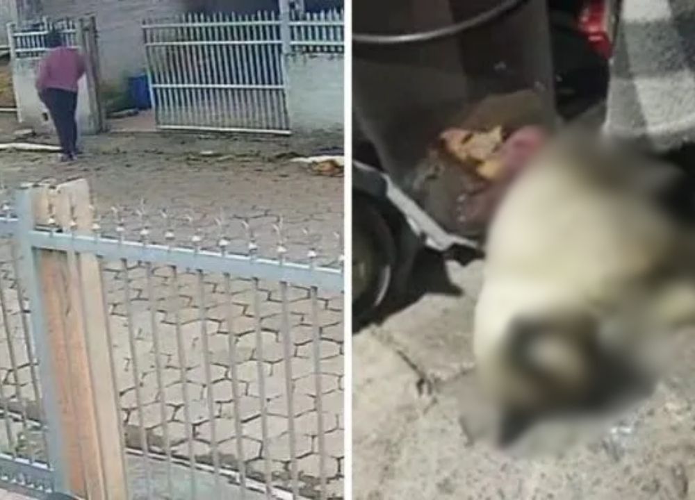 Incomodada com sujeira de gatos no jardim, mulher envenena e mata mais de 10 animais dos vizinhos em SC