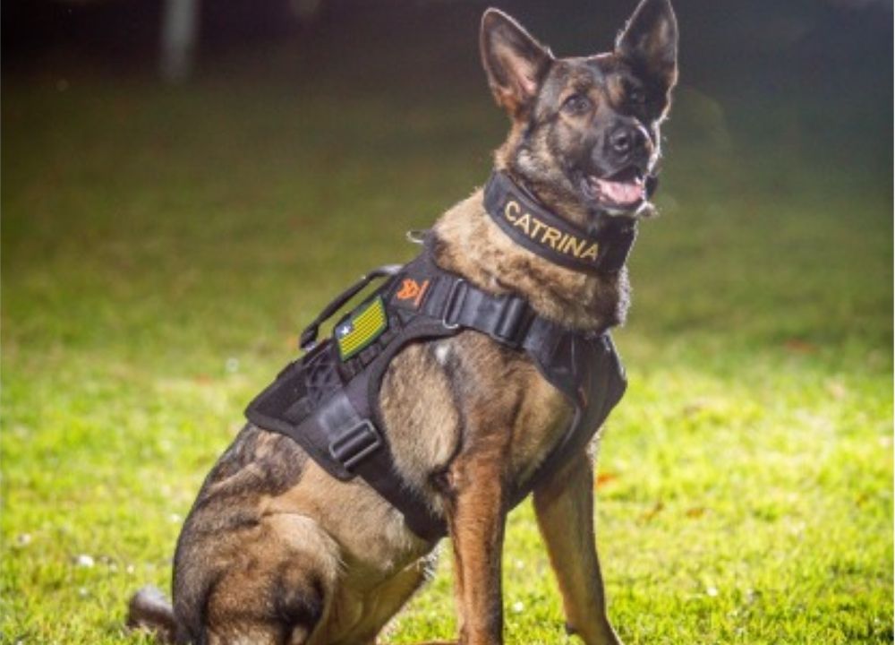 K9 Catrina, cadela do Denarc, morre e recebe homenagem em cortejo fúnebre em Teresina