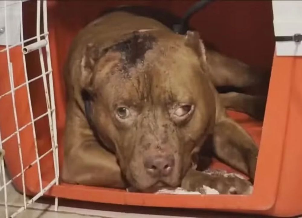 Menina de 3 anos morre após ser atacada por pit-bull na zona oeste do Rio
