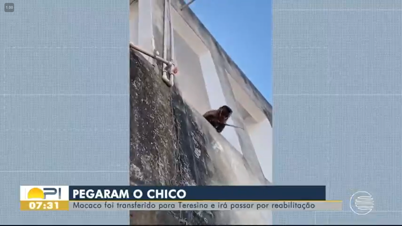 Macaco Chico foi transferido para Teresina e irá passar por