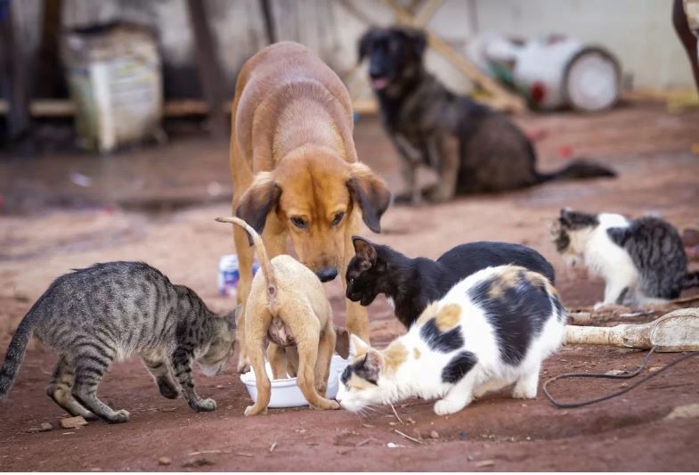 Projeto de lei que regulamenta abate de animais de rua é vetado no RN ...