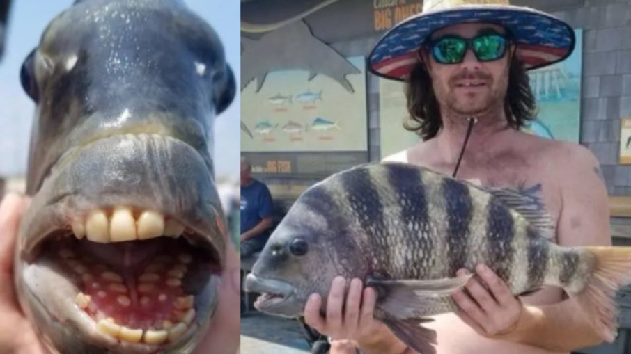 Fisch Mit Zähnen Wie Ein Mensch 180graus.com