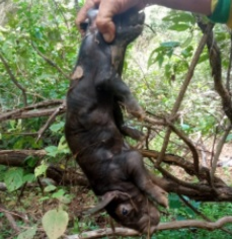 Porco nasce com duas cabeças no interior do Piauí