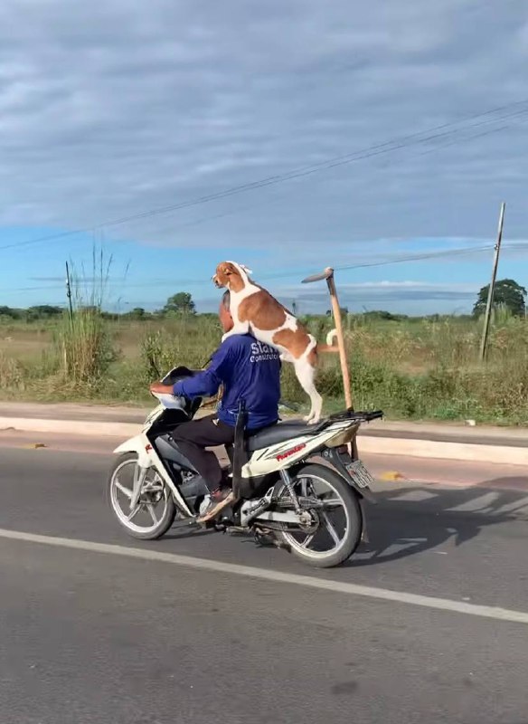 Cão pega carona com motociclista em Teresina