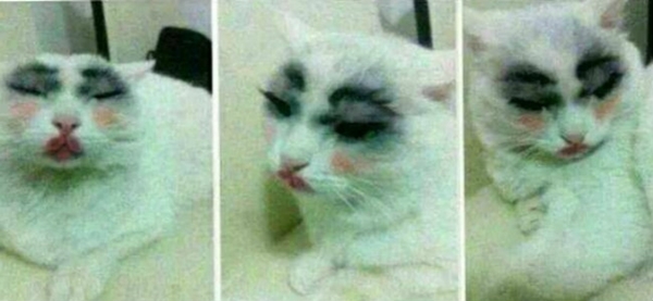 Foto de gato maquiado como mulher choca usuários de rede social